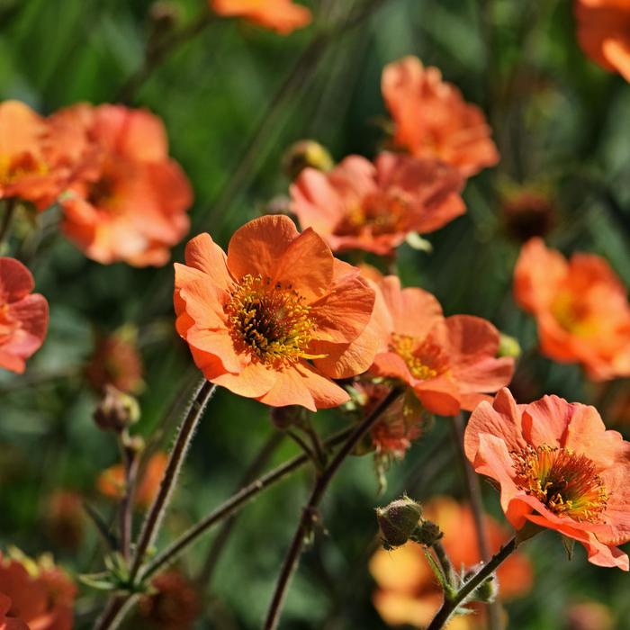 'Totally Tangerine' Avens - Geum from 5 Acres NH