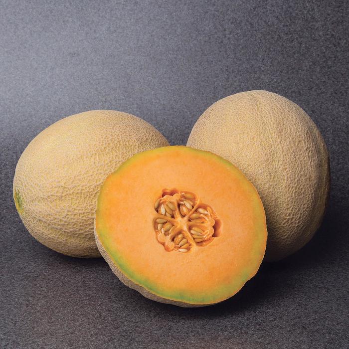 'Accolade' Cantaloupe - Cucumis melo from 5 Acres NH