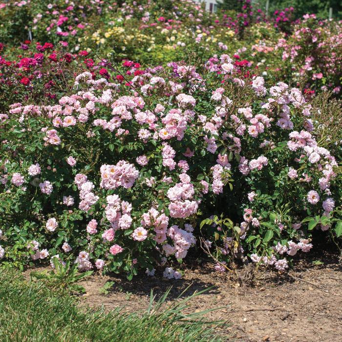 'Blushing Drift&reg;' Rose - Rosa from 5 Acres NH