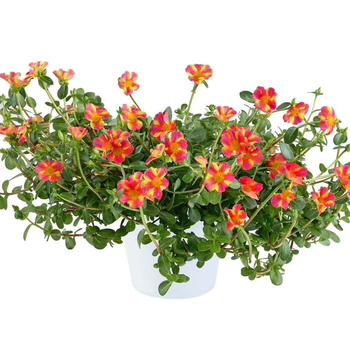 Mega Pazzaz&trade; 'Pink Twist' - Portulaca oleracea from 5 Acres NH