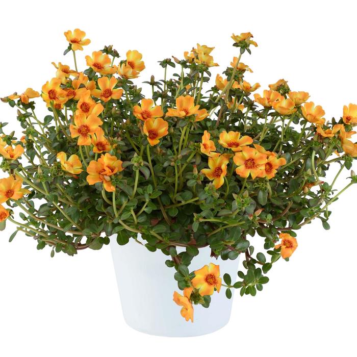 Mega Pazzaz&trade; 'Mango Twist' - Portulaca oleracea from 5 Acres NH
