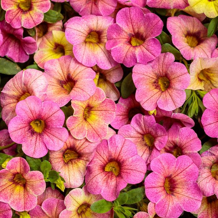 Superbells&reg; 'Prism&trade; Pink Lemonade' - Calibrachoa from 5 Acres NH