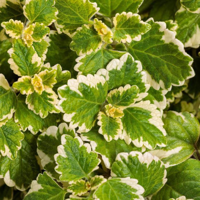 'Variegata' Swedish Ivy - Plectranthus coleoides from 5 Acres NH