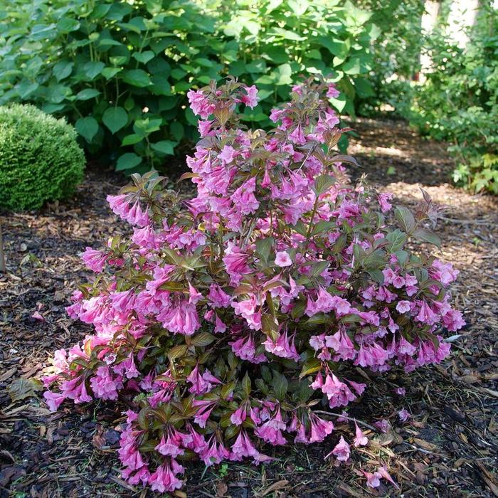 Sonic Bloom Wine&trade; - Weigela florida from 5 Acres NH