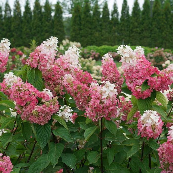Pinky Winky Prime&reg; Panicle Hydrangea - Hydrangea paniculata from 5 Acres NH