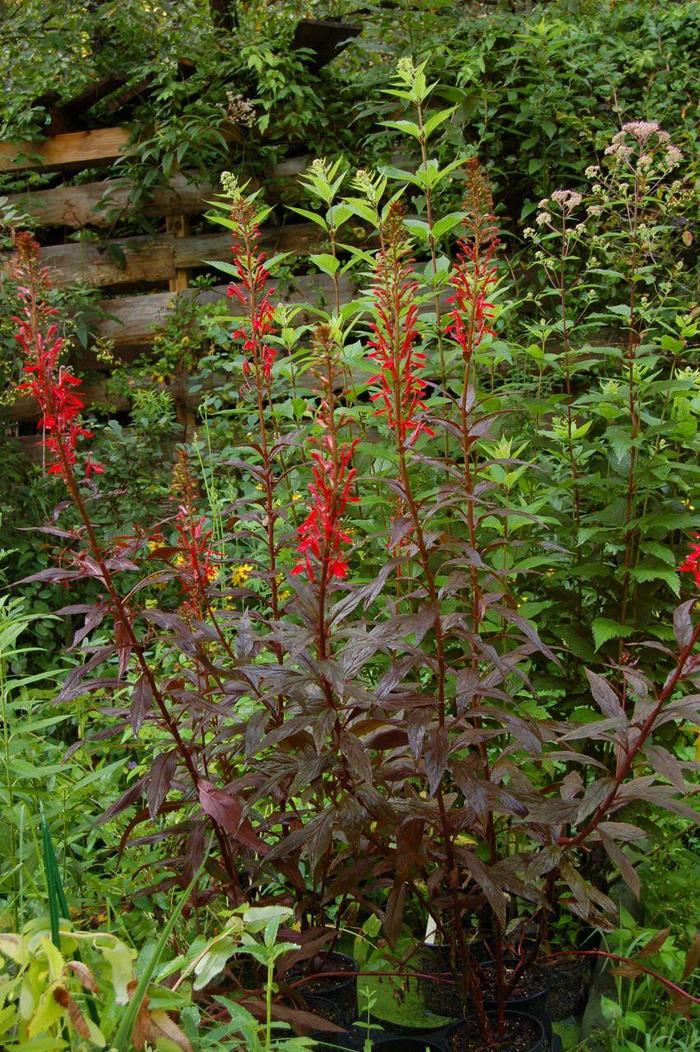 'Black Truffle' - Lobelia cardinalis from 5 Acres NH