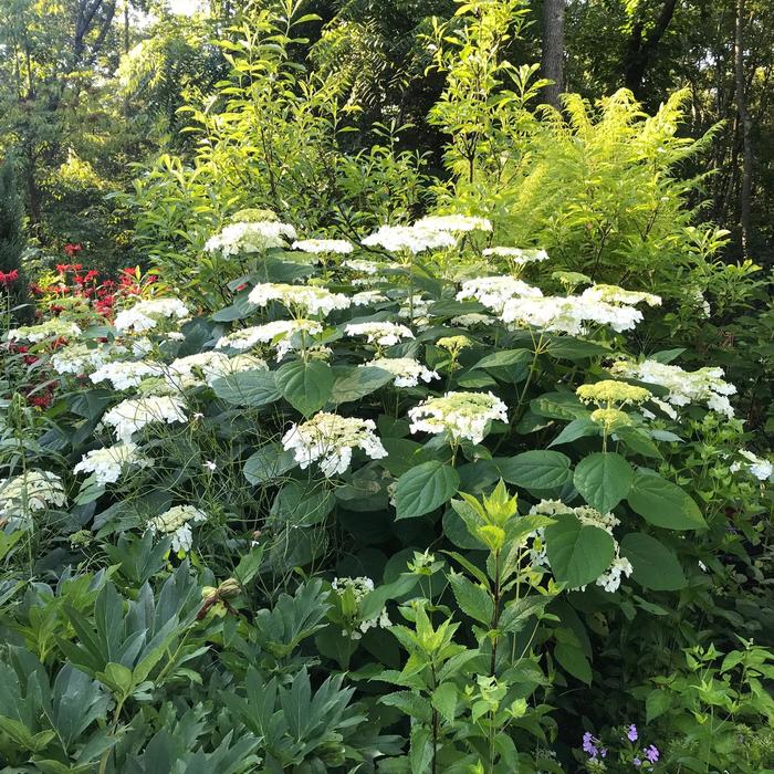 'Haas Halo' Smooth Hydrangea - Hydrangea arborescens from 5 Acres NH