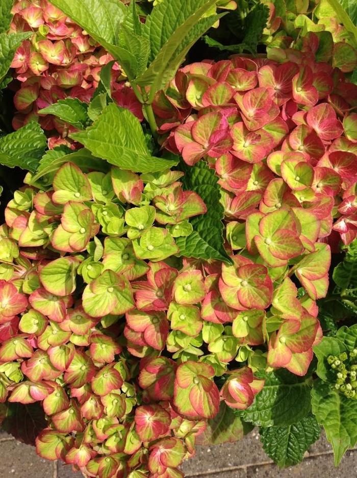 Tilt-A-Swirl&trade; - Hydrangea macrophylla from 5 Acres NH