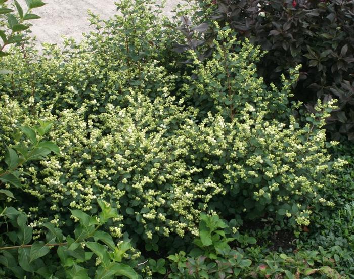 Magical&reg; 'Avalanche' - Symphoricarpos x doornbosii (Coralberry) from 5 Acres NH