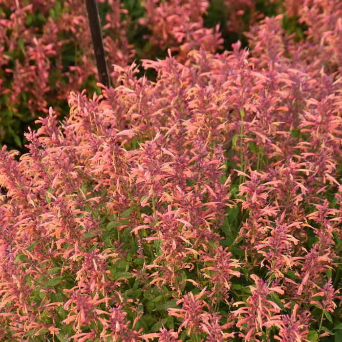 'Guava Lava' Anise Hyssop - Agastache from 5 Acres NH