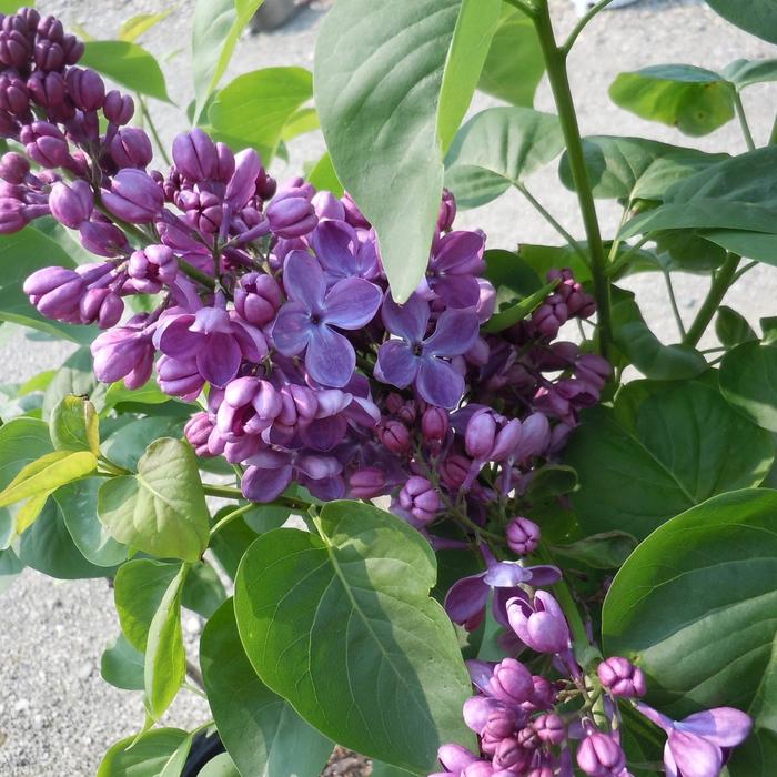 'Yankee Doodle' Lilac - Syringa vulgaris from 5 Acres NH