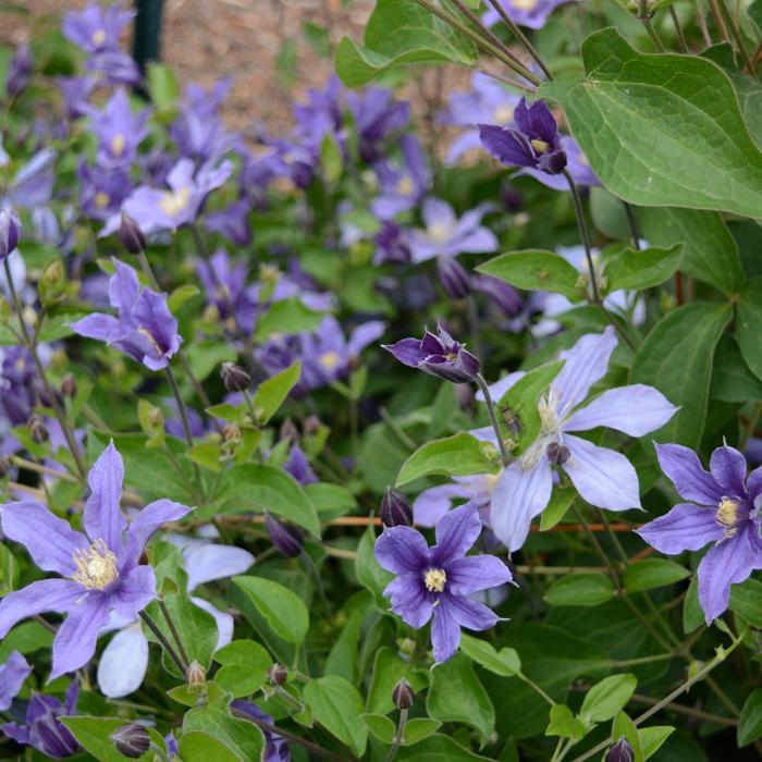 'Rain Dance' Bush Clematis - Clematis from 5 Acres NH