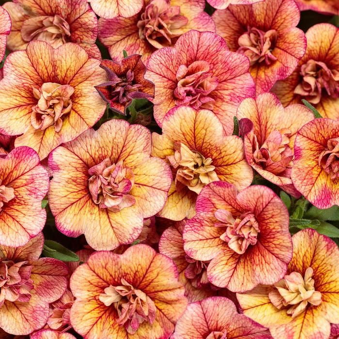 Superbells&reg; 'Double Vintage Coral&trade;' - Calibrachoa from 5 Acres NH