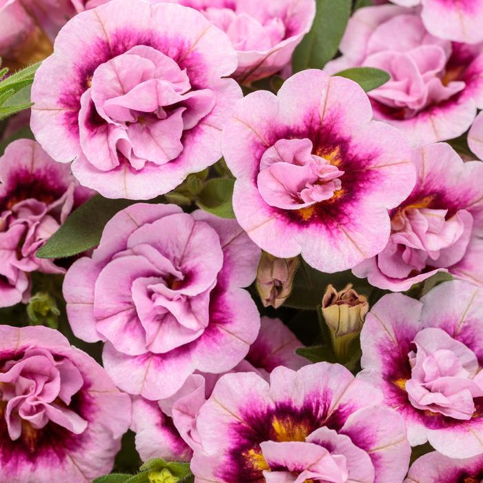 Superbells&reg; 'Double Smitten Pink&trade;' - Calibrachoa from 5 Acres NH