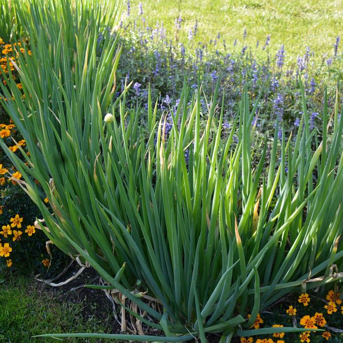 Evergreen Bunching Onion - Allium fistulosum from 5 Acres NH