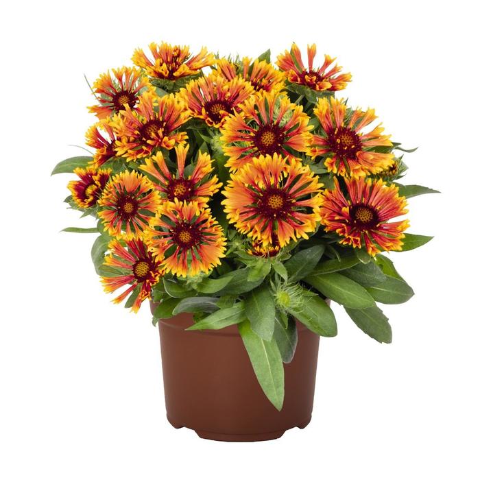 SpinTop&trade; 'Mariach Copper Sun' - Gaillardia aristata (Blanket Flower) from 5 Acres NH