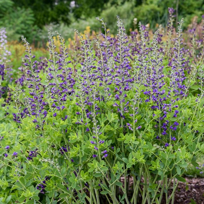 Decadence&reg; Deluxe 'Periwinkle Popsicle' - Baptisia (False Indigo) from 5 Acres NH
