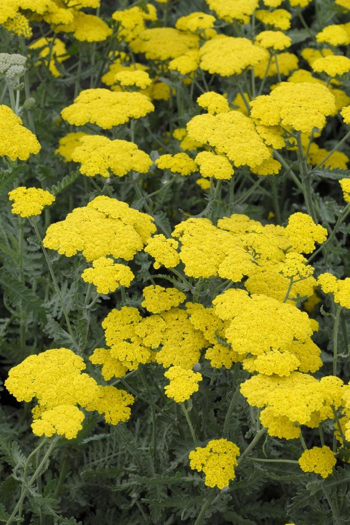 'Moonshine' Yarrow - Achillea millefolium from 5 Acres NH