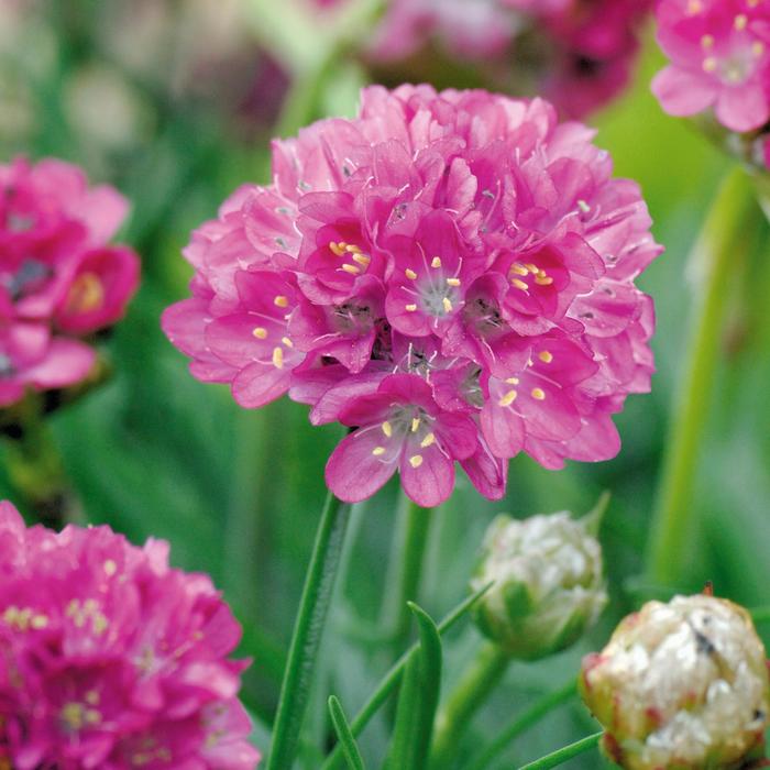 'Morning Star Deep Rose' - Armeria maritima (Sea Thrift) from 5 Acres NH