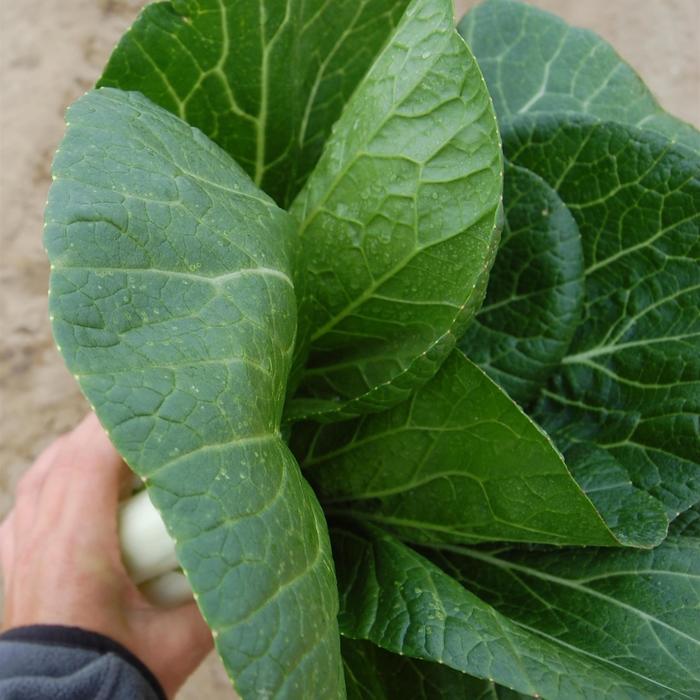 'Bopak' Pak Choi - Brassica rapa var. chinensis from 5 Acres NH