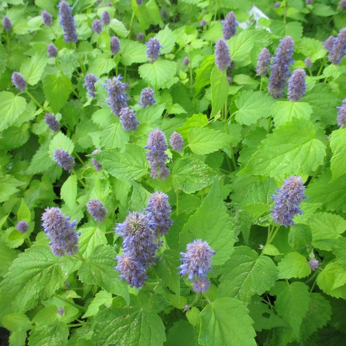 'Golden Jubilee' Hummingbird Mint - Agastache foeniculum from 5 Acres NH