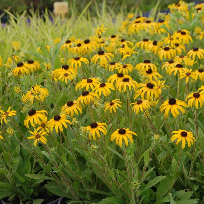 'American Gold Rush' Black Eyed Susan - Rudbeckia from 5 Acres NH