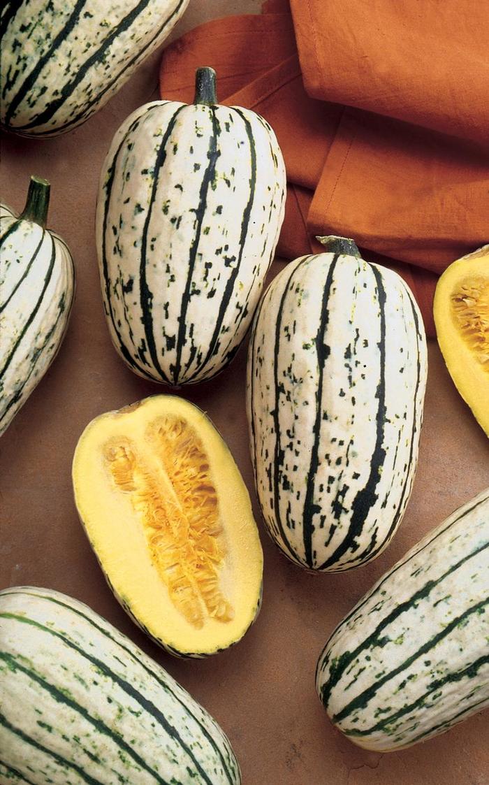'Delicata' Winter Squash - Cucurbita pepo from 5 Acres NH