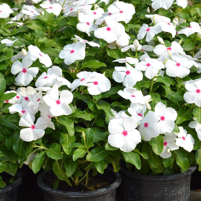 Mega Bloom 'Polka Dot' - Catharanthus roseus (Annual Vinca; Periwinkle) from 5 Acres NH