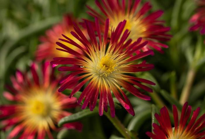 Delmara&trade; Fuchsia - Delosperma cooperi (Iceplant) from 5 Acres NH