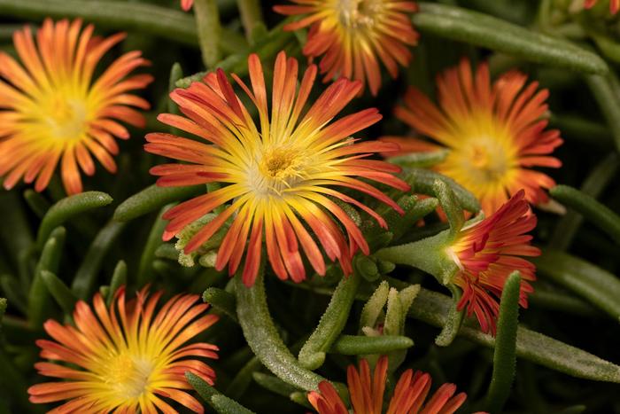 Delmara&trade; Orange - Delosperma cooperi (Iceplant) from 5 Acres NH