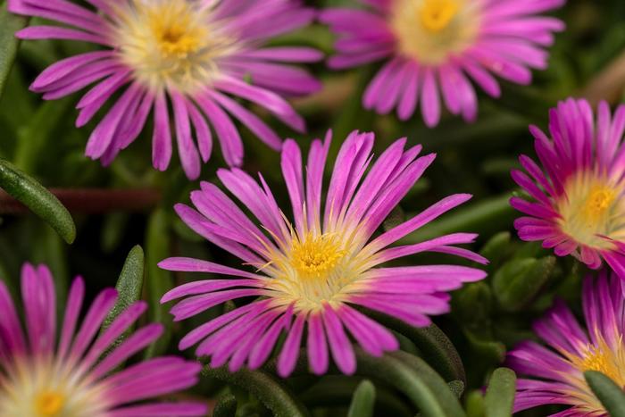 Delmara&trade; Pink - Delosperma cooperi (Iceplant) from 5 Acres NH