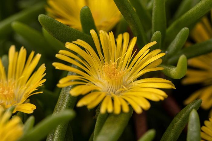 Delmara&trade; Yellow - Delosperma cooperi (Iceplant) from 5 Acres NH