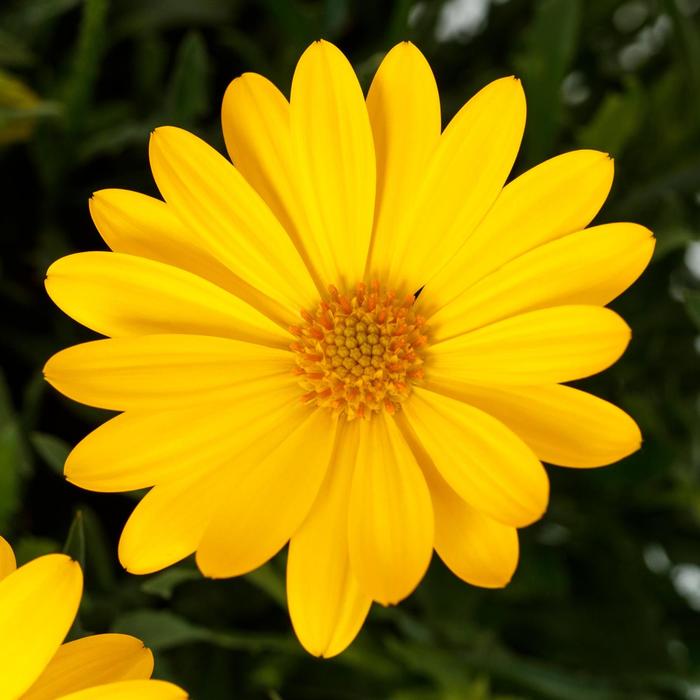Tradewinds&reg; Yellow Improved - Osteospermum (African Daisy) from 5 Acres NH