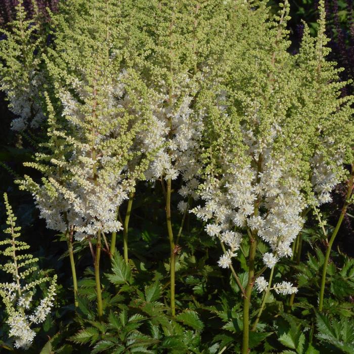 'Visions in White' - Astilbe chinensis (False Spirea) from 5 Acres NH