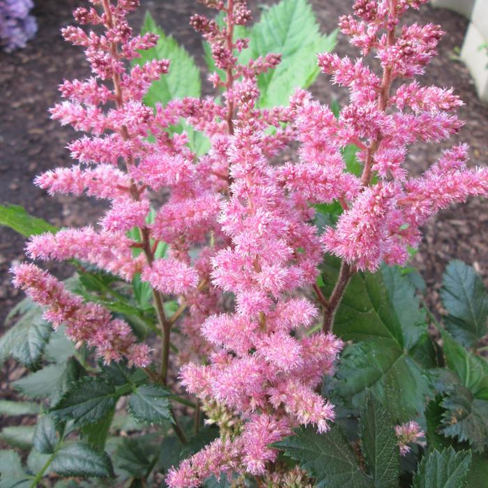 'Visions in Pink' - Astilbe chinensis (False Spirea) from 5 Acres NH
