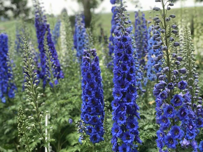 'Blue Buccaneers' New Zealand Delphinium - Delphinium from 5 Acres NH