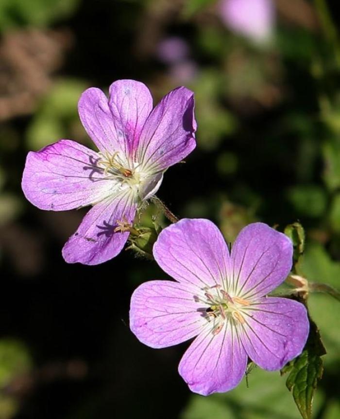 Wild Geranium - Geranium maculatum from 5 Acres NH
