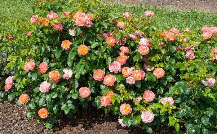 Knock Out&reg; Orange Glow&trade; Rose - Rosa x from 5 Acres NH