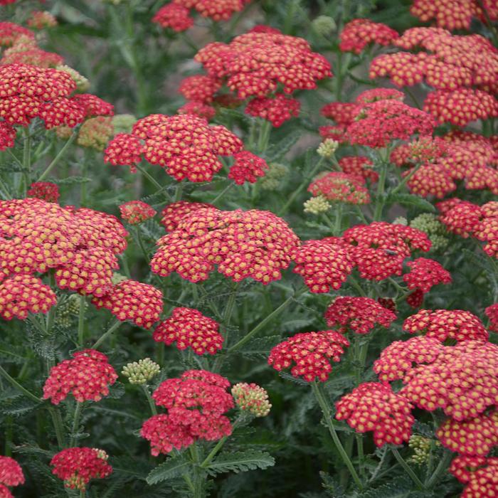 'Firefly Red Pop' Yarrow - Achillea from 5 Acres NH