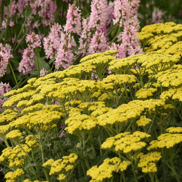 'Firefly Sunshine' Yarrow - Achillea from 5 Acres NH