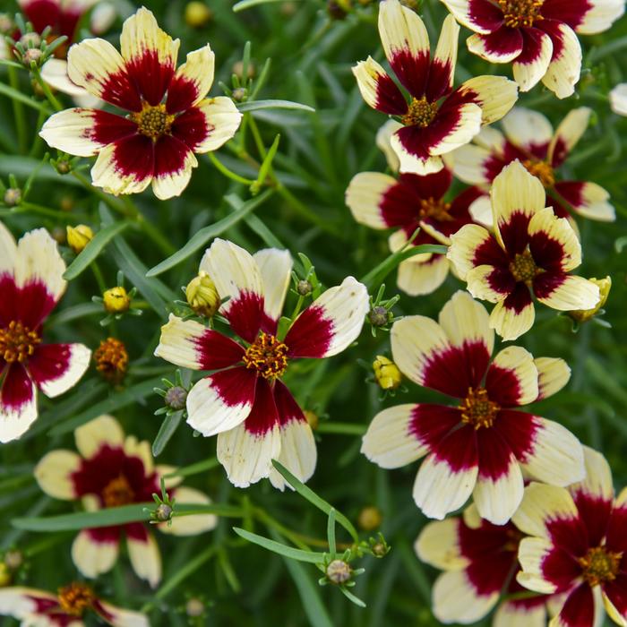 Designer Threads&trade; 'Creamy Calico' - Coreopsis verticillata (Threadleaf Coreopsis) from 5 Acres NH