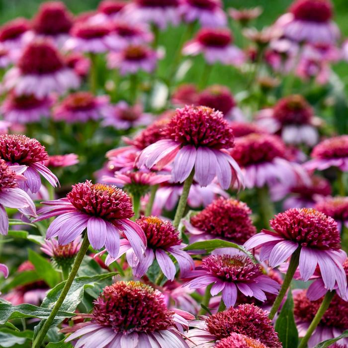Double Coded&reg; 'Everything's Rosy' - Echinacea (Coneflower) from 5 Acres NH
