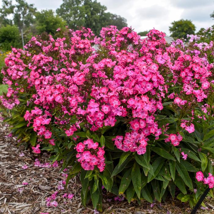 Luminary&trade; 'Pink Lightning' - Phlox paniculata (Garden Phlox) from 5 Acres NH