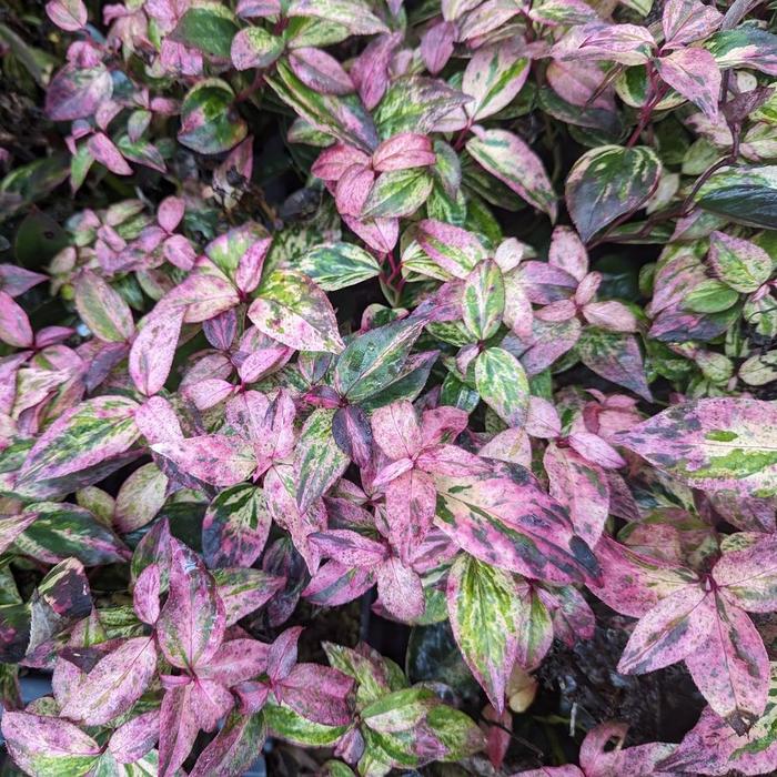 Paisley Pup&reg; - Leucothoe fontanesiana from 5 Acres NH