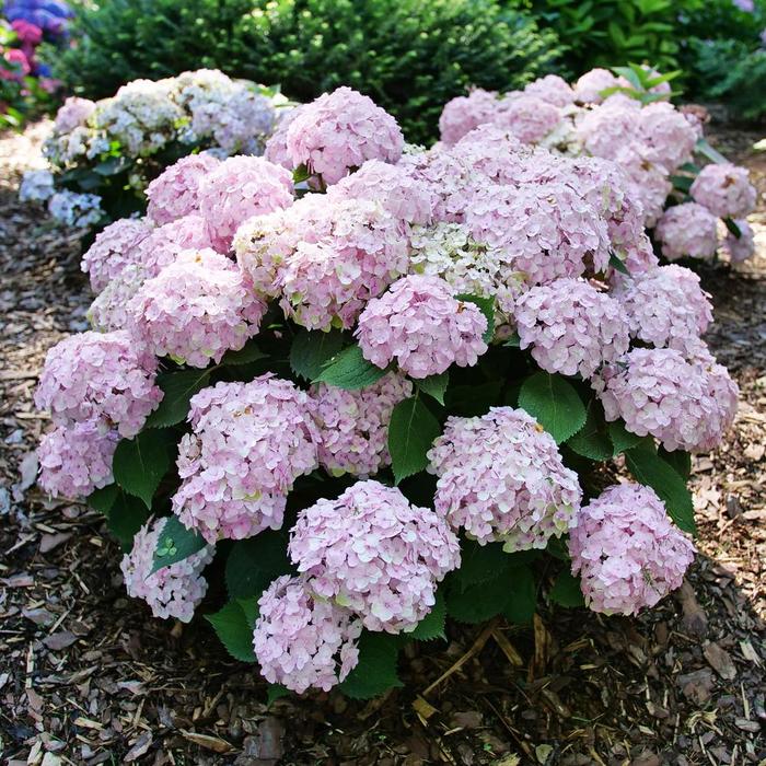Wee Bit Innocent&reg; Bigleaf Hydrangea - Hydrangea macrophylla from 5 Acres NH