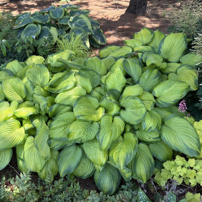 'Stained Glass' Hosta, Plantain Lily - Hosta from 5 Acres NH