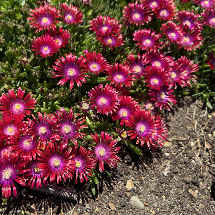 Kaleidoscope&trade; 'Razzle Dazzle' - Delosperma hybrid (Ice Plant) from 5 Acres NH