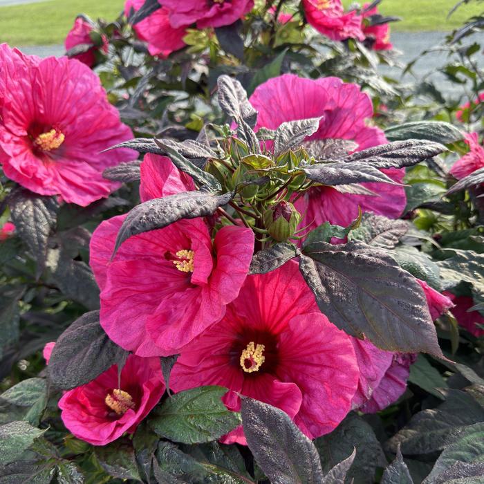 Summerific&reg; 'Evening Rose' - Hibiscus (Rose Mallow) from 5 Acres NH