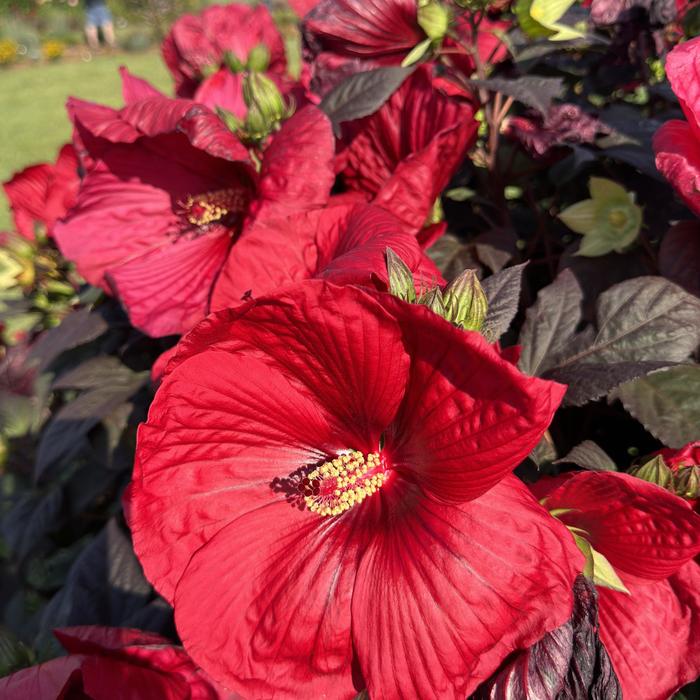 Summerific&reg; 'Holy Grail' - Hibiscus (Rose Mallow) from 5 Acres NH