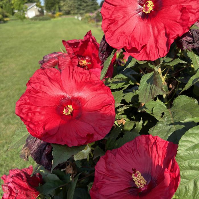 Summerific&reg; 'Valentine's Crush' - Hibiscus (Rose Mallow) from 5 Acres NH
